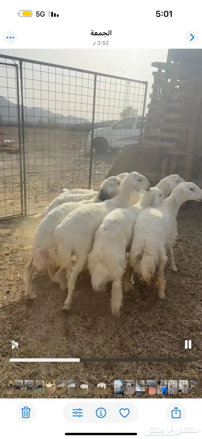 ذبايح للبيع مع السلخ والتوصيل حري ذبائح مناسبات عقيقه ثلاجه 2