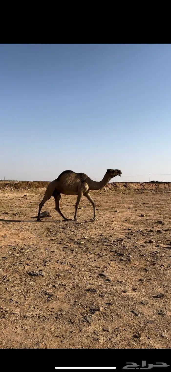 ضروبه صفراء 3