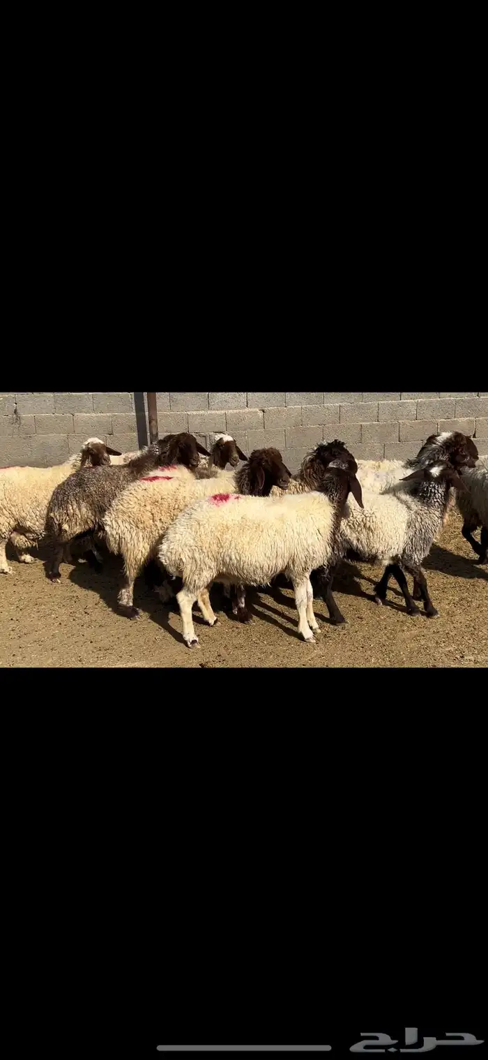 غنم نعيم شرط الدفيع . 6