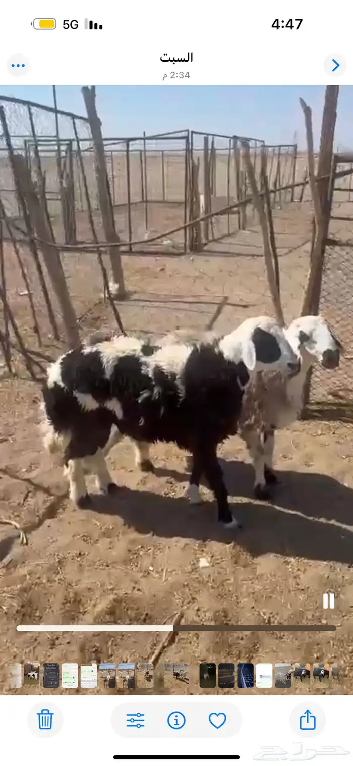 ذبايح للبيع مع السلخ والتوصيل حري ذبائح مناسبات عقيقه ثلاجه 3