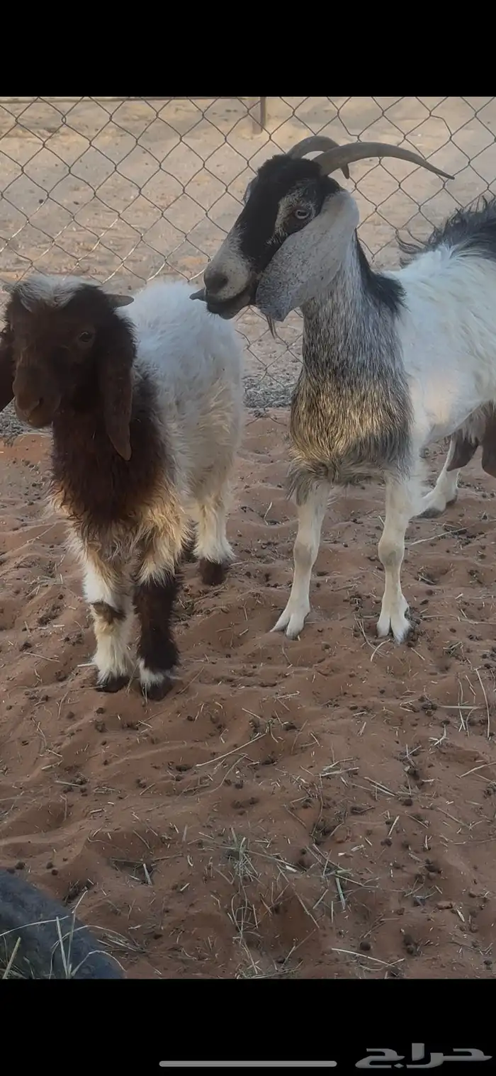 عنز تحتها طلي روم 2