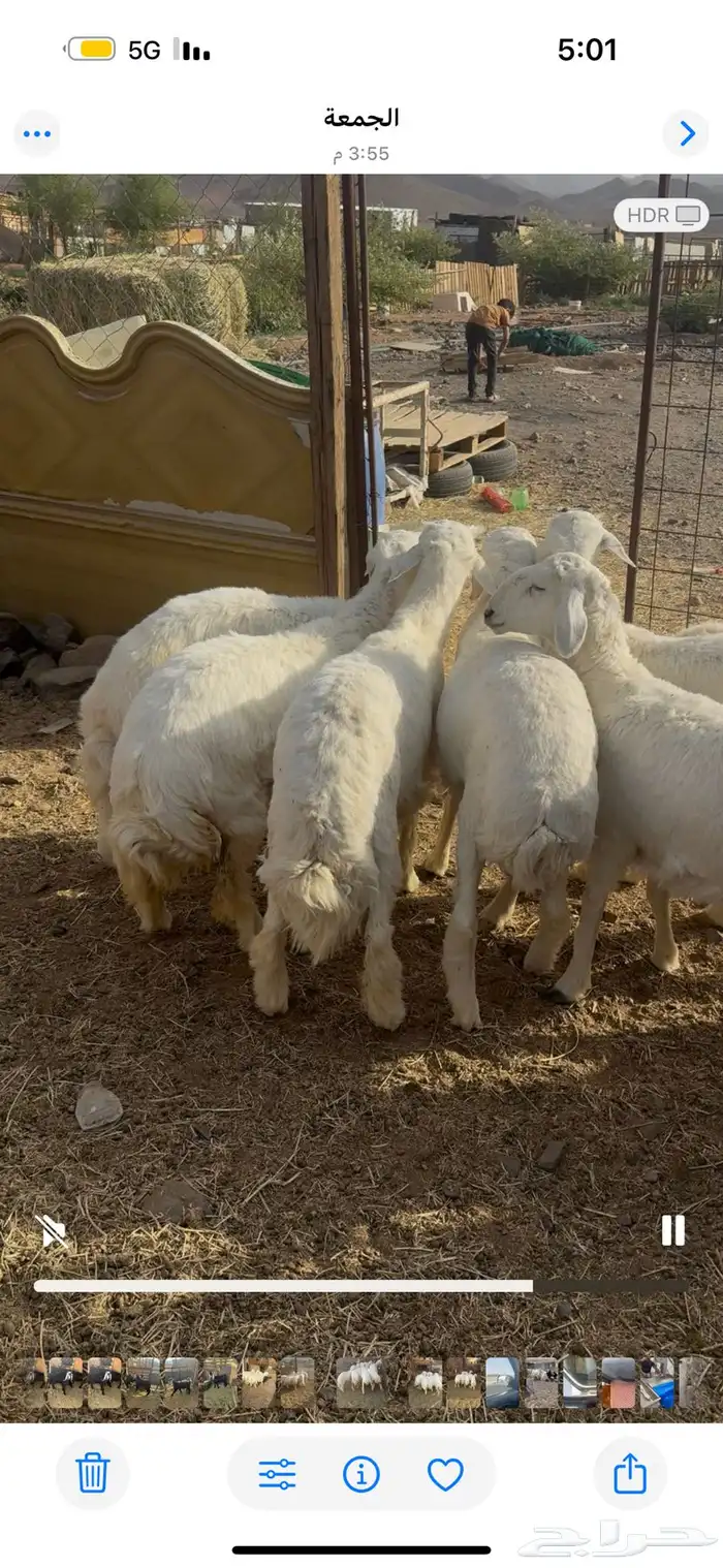 ذبايح للبيع مع السلخ والتوصيل حري ذبائح مناسبات عقيقه ثلاجه 1