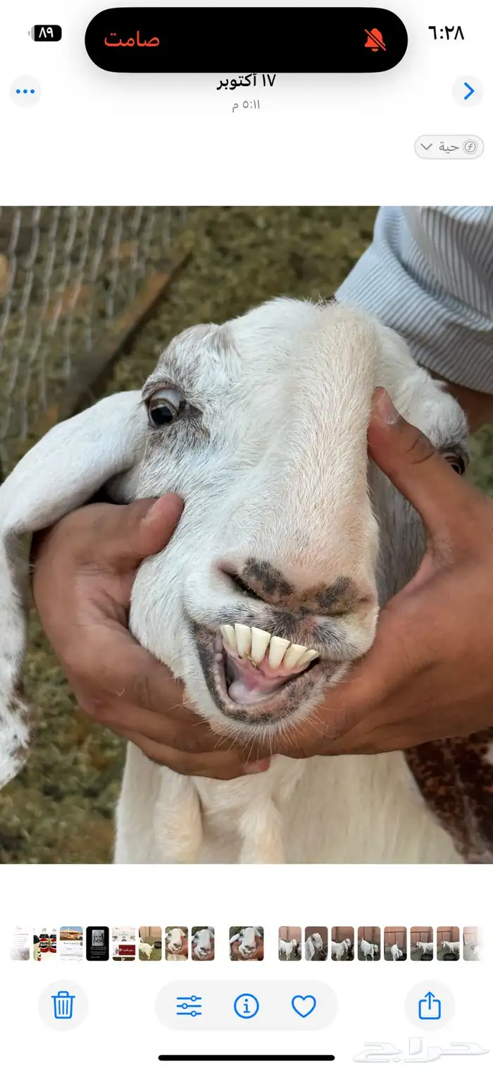 عنز صنف للبيع 4