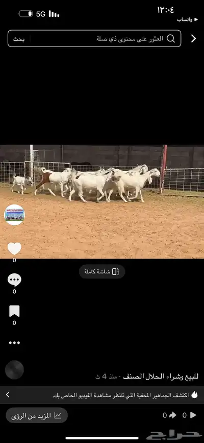 عرض بيع معزاء index