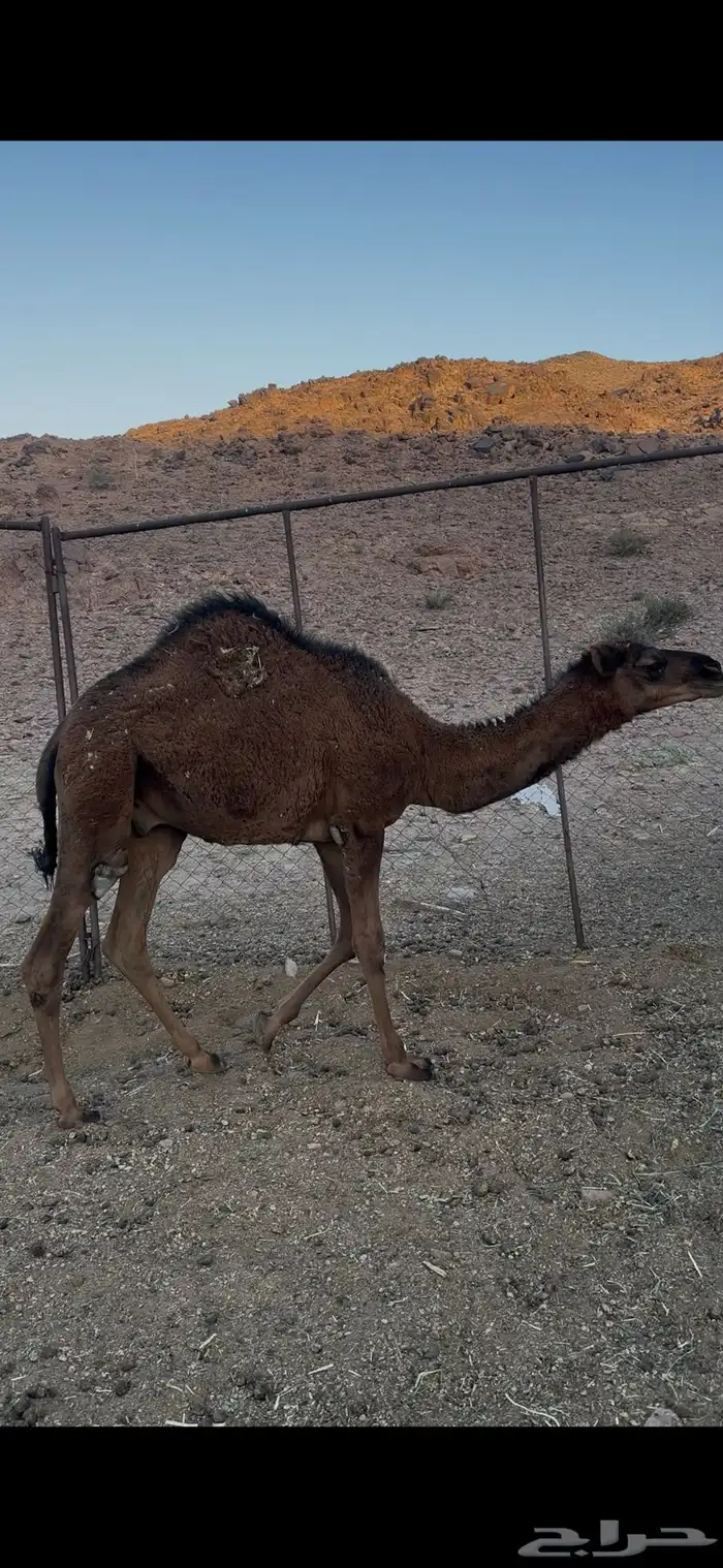 قعود للبيع 3