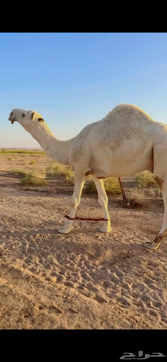 قعود رماني ثني 0