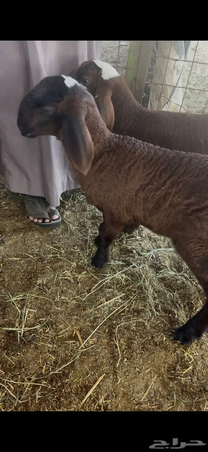 طلي و رخل سواكن دواغير 2