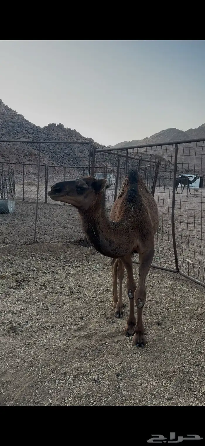 قعود للبيع 1