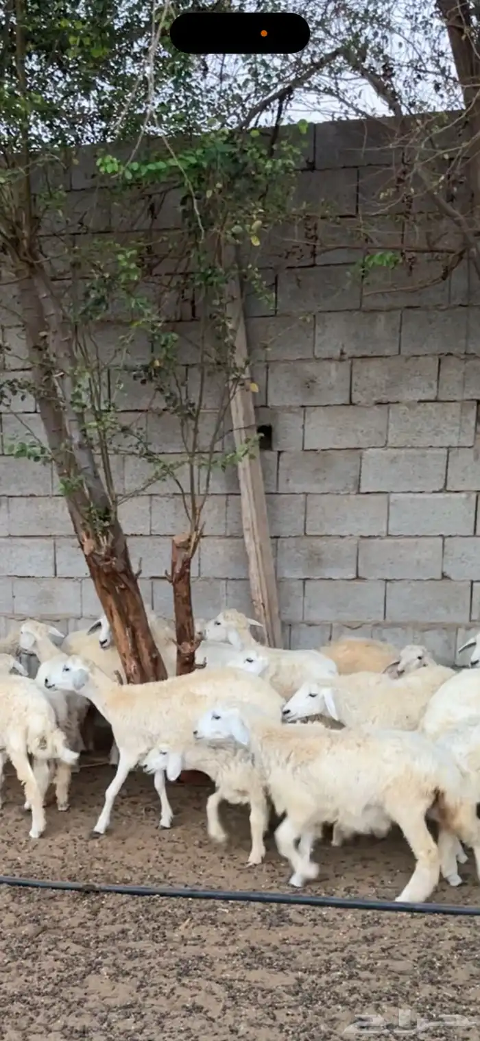 رخال للبيع العمر3شهور و4شهور 4