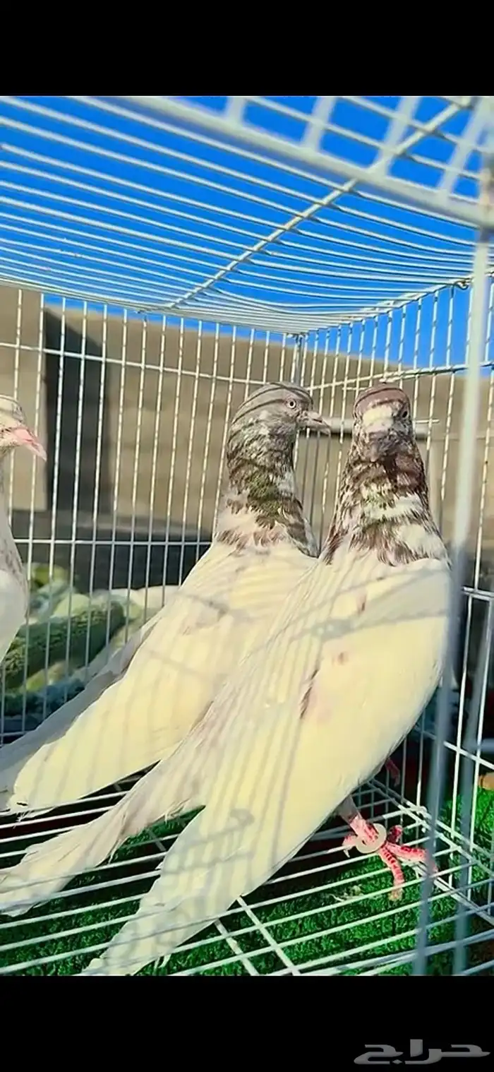 حمام لاكاء 3