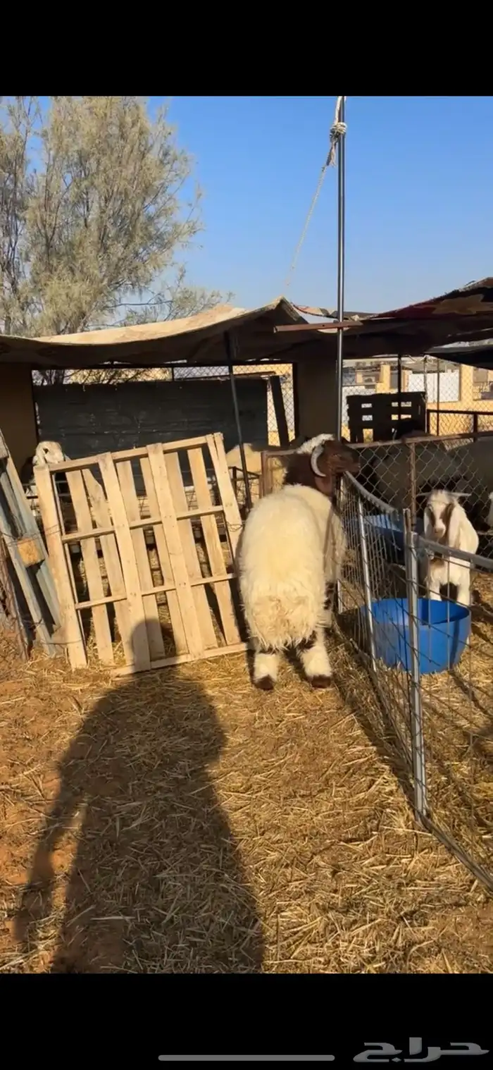 خروف فاخر 0