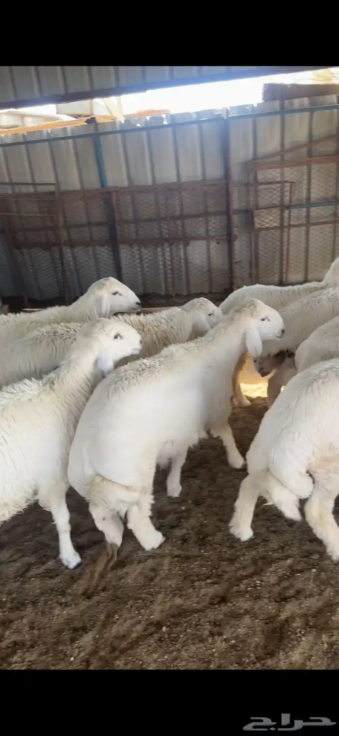 طليان جبره وسط وصغار 1