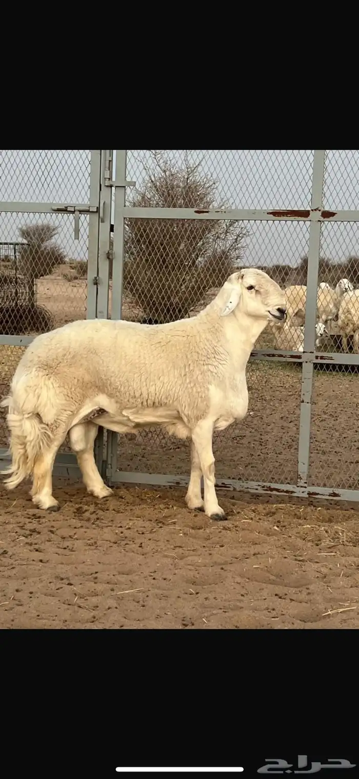 مشروع فحل صنف 1