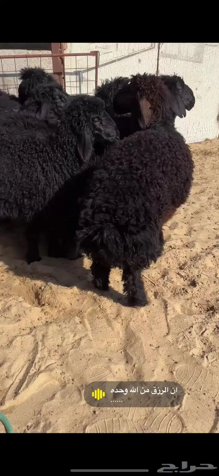 ذبايح عرب 1