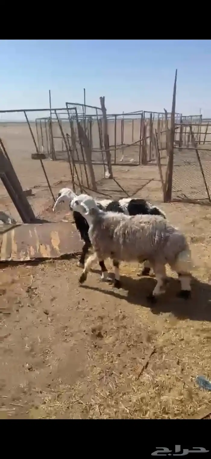 ذبايح للبيع مع السلخ والتوصيل حري ذبائح مناسبات عقيقه ثلاجه 8