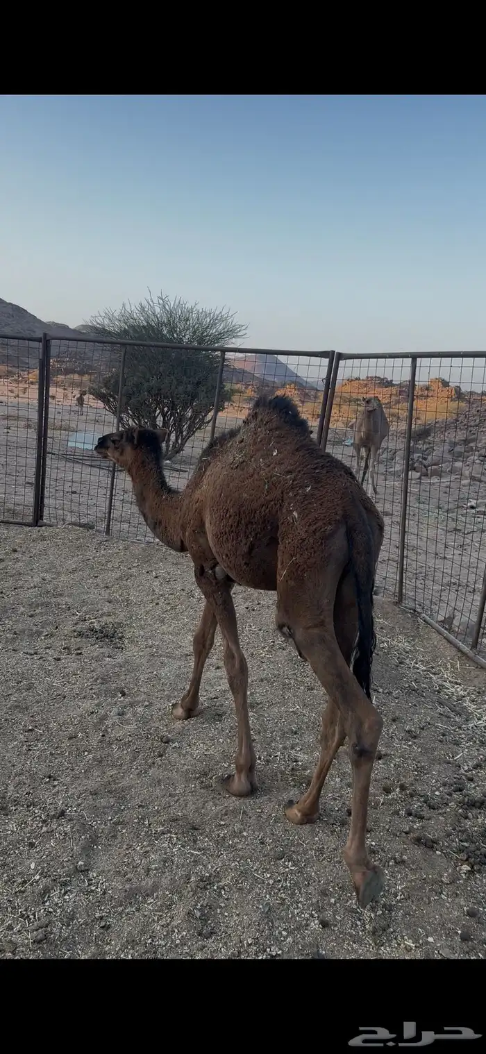 قعود للبيع 4