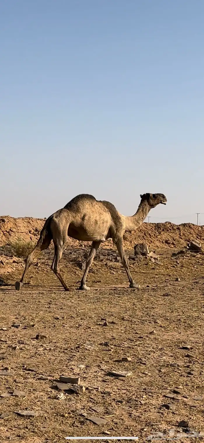 ضروبه صفراء 0