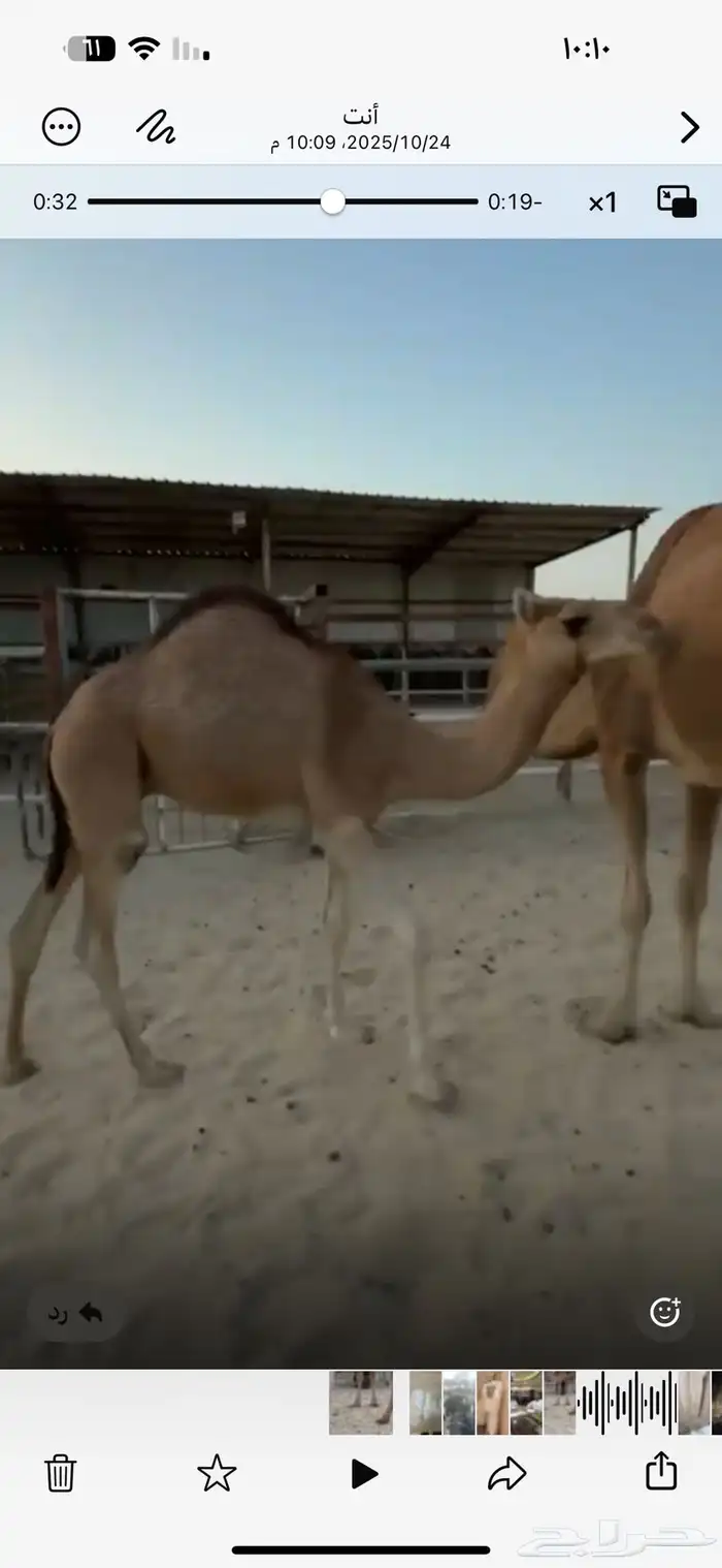 لبيع قعود سمين فل 2