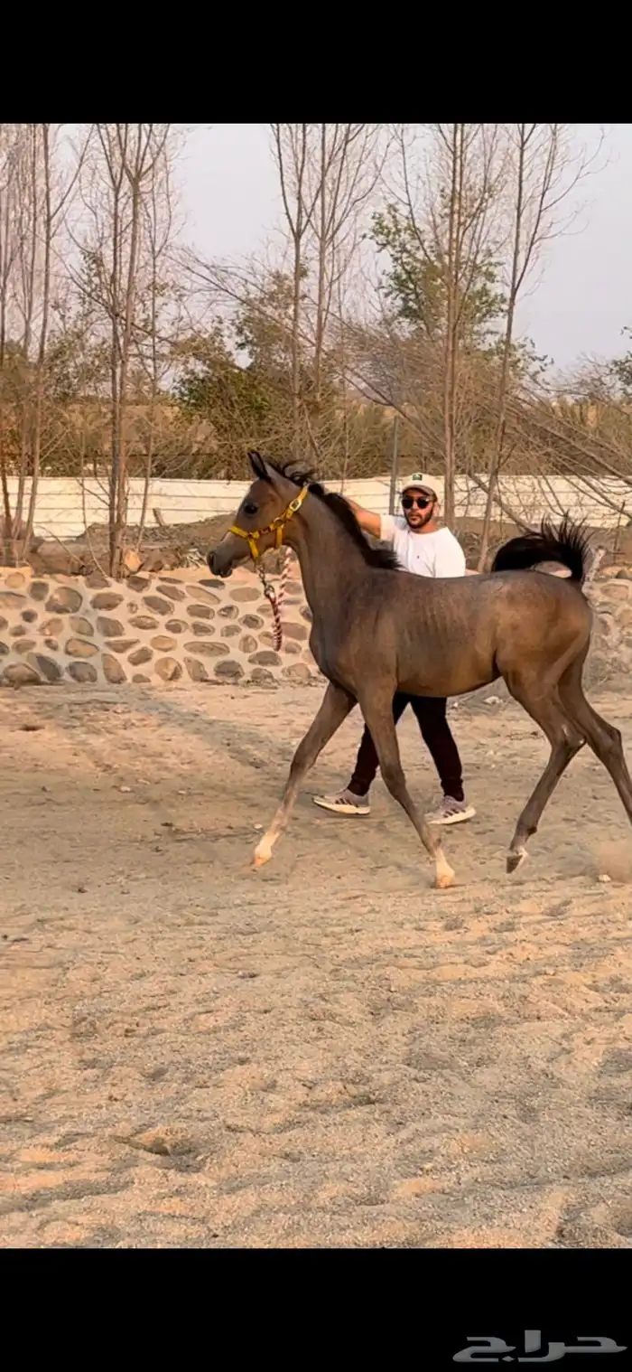 مهر بسعر السوق 1