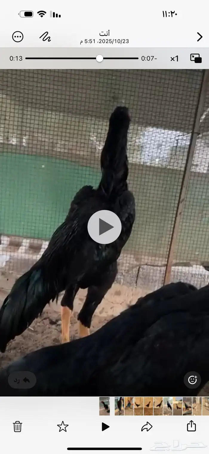 دجاج الماني القفنذه 3