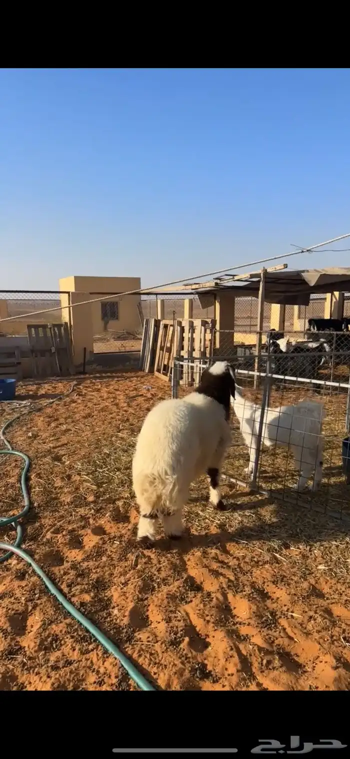 خروف فاخر 1