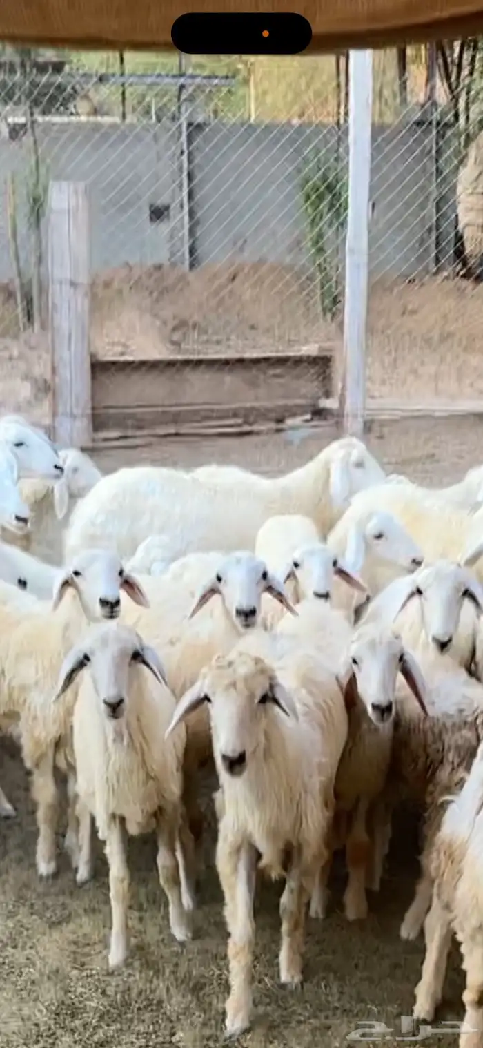 رخال للبيع العمر3شهور و4شهور 1