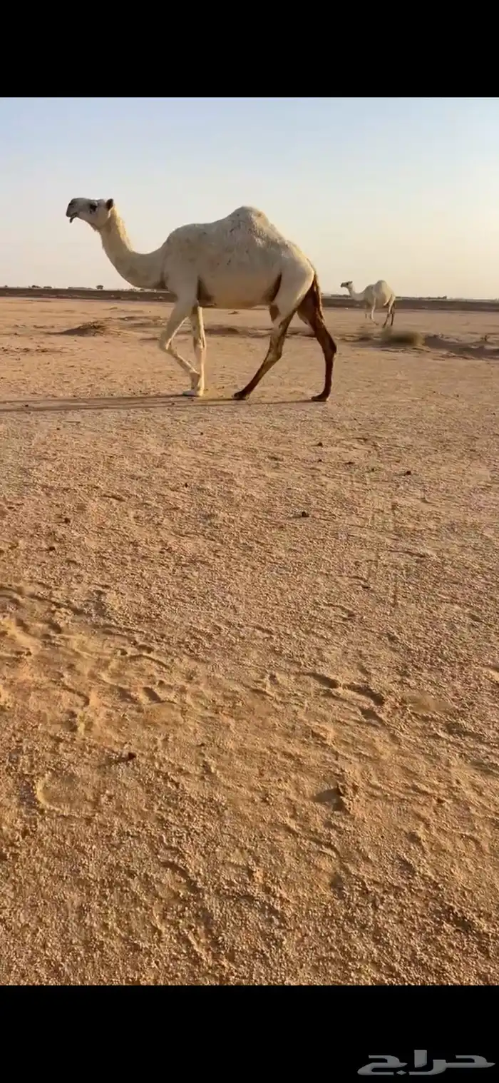 ضريبه البيع 0