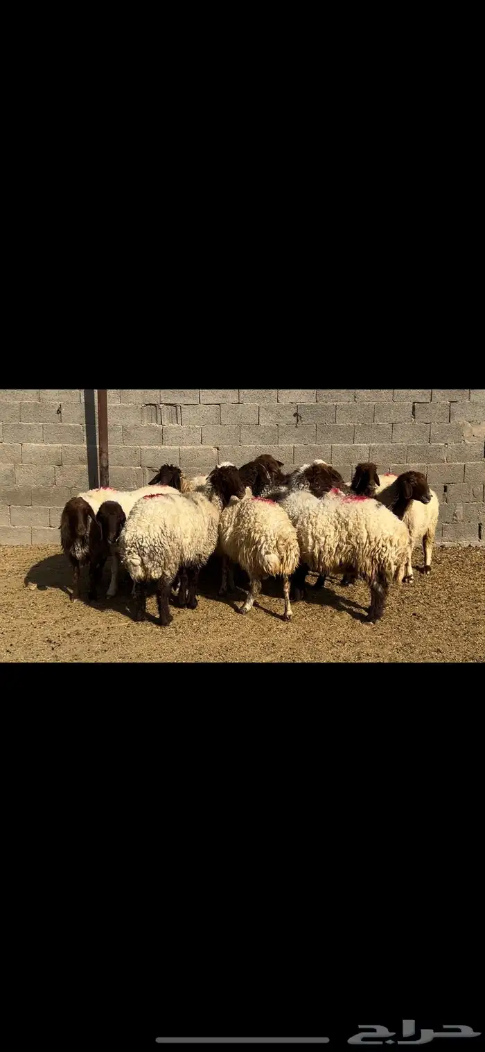 غنم نعيم شرط الدفيع . 11