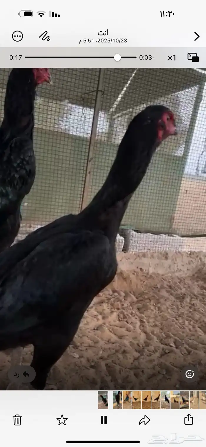 دجاج الماني القفنذه 1