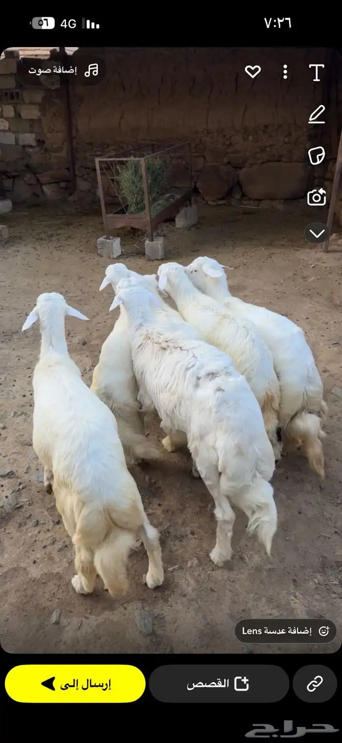 خرفان مناسبات للبيع 4