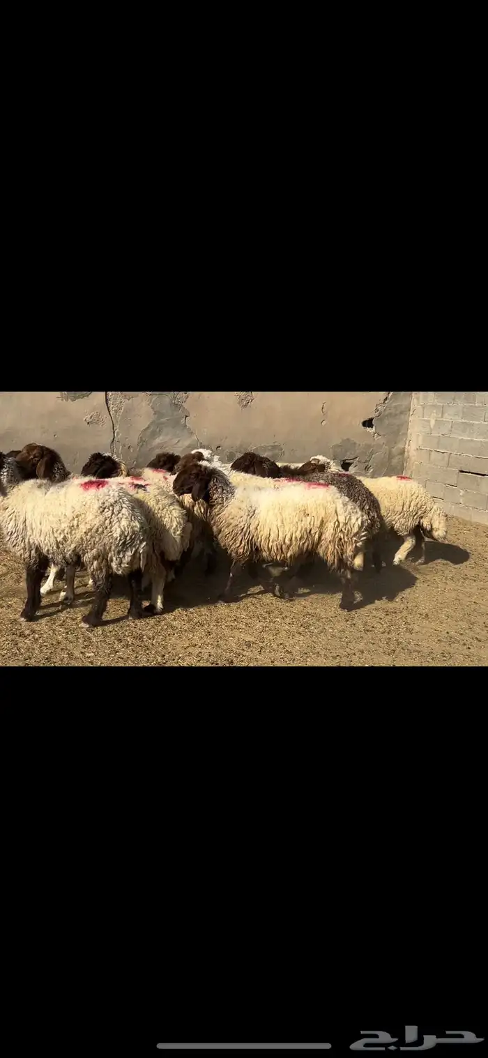 غنم نعيم شرط الدفيع . 0