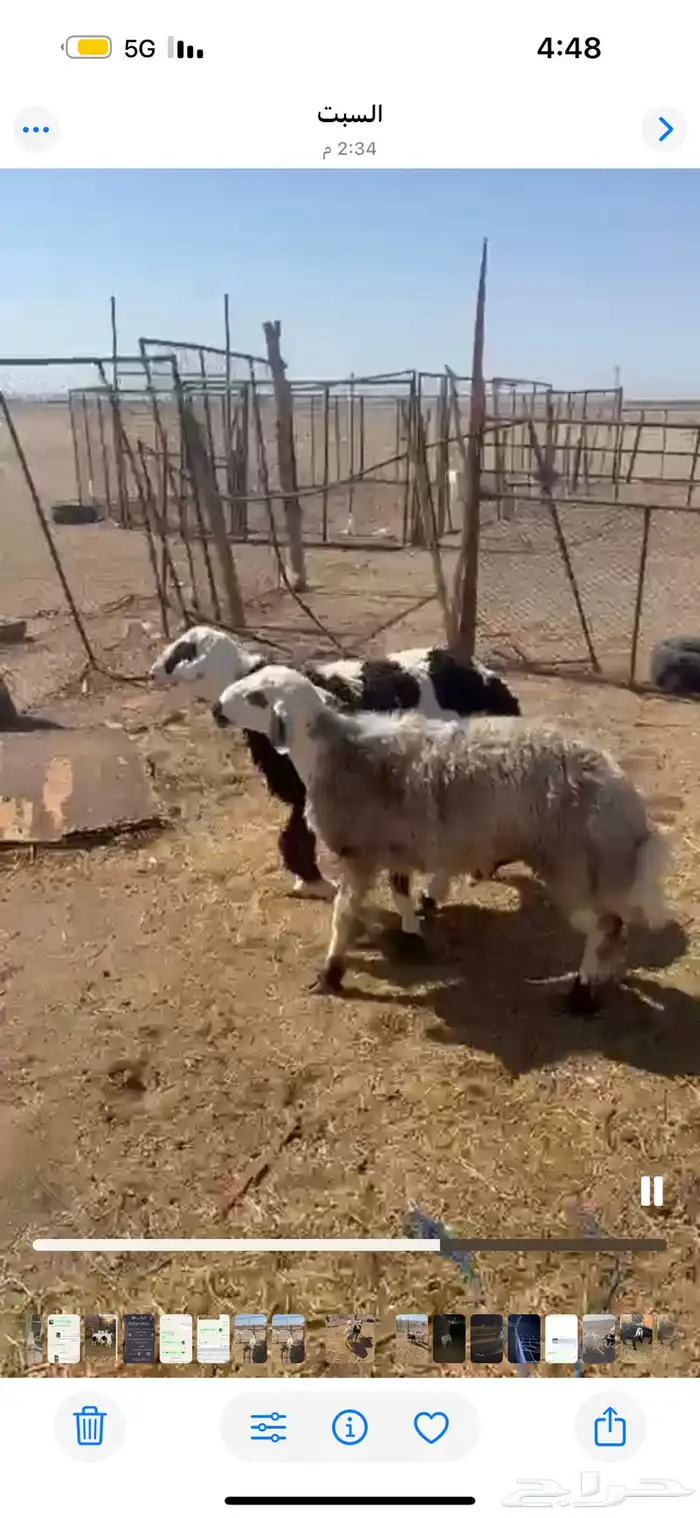 ذبايح للبيع مع السلخ والتوصيل حري ذبائح مناسبات عقيقه ثلاجه 9