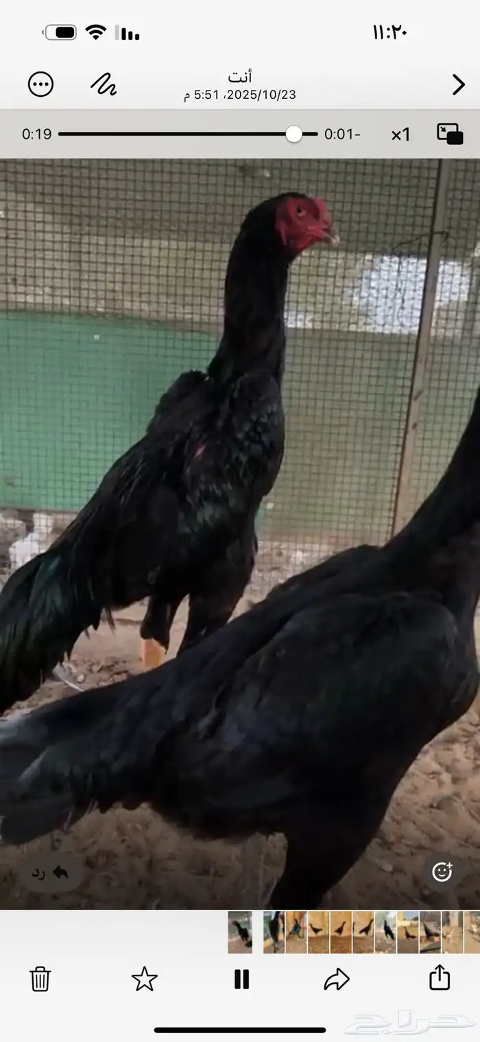 دجاج الماني القفنذه 0