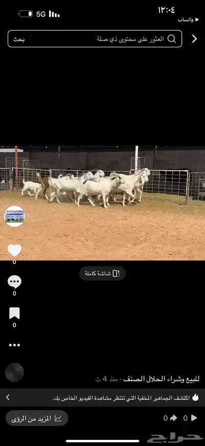 عرض بيع معزاء index