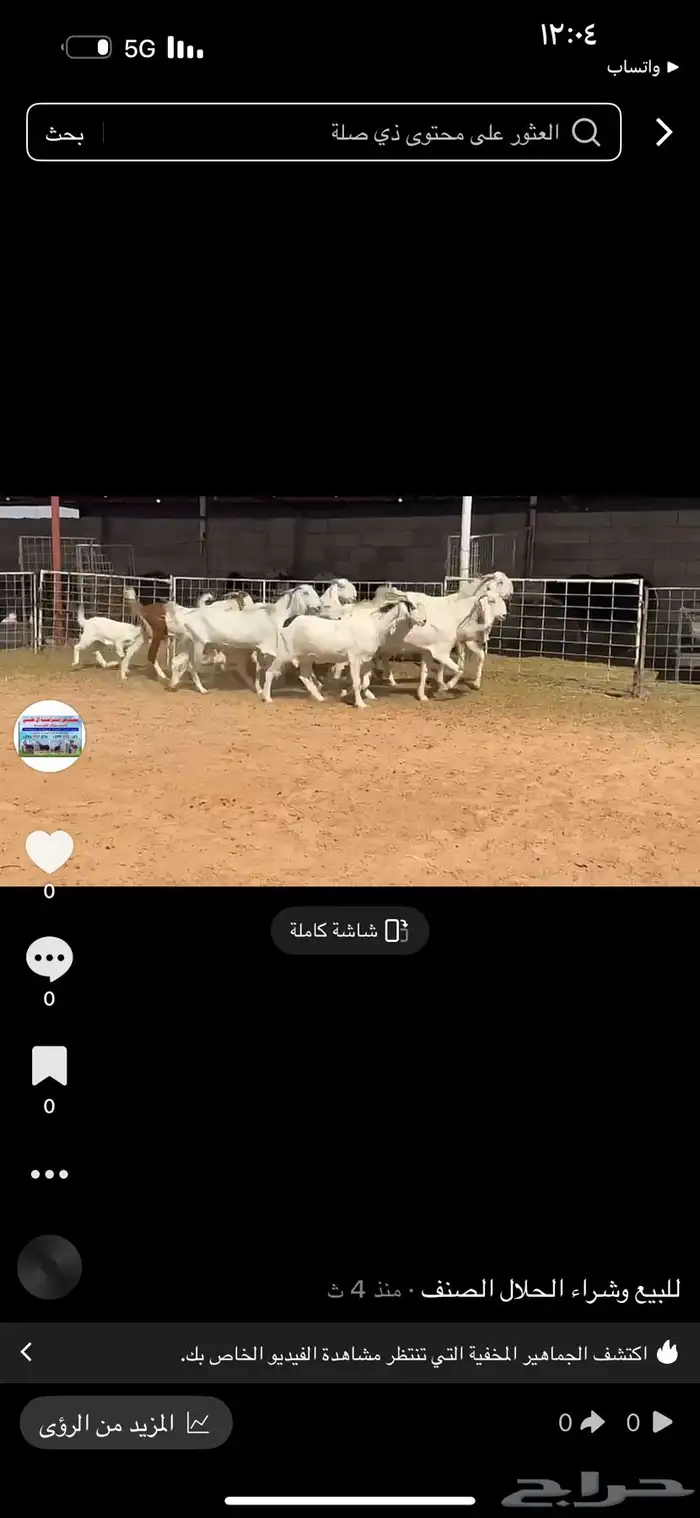 عرض بيع معزاء 3