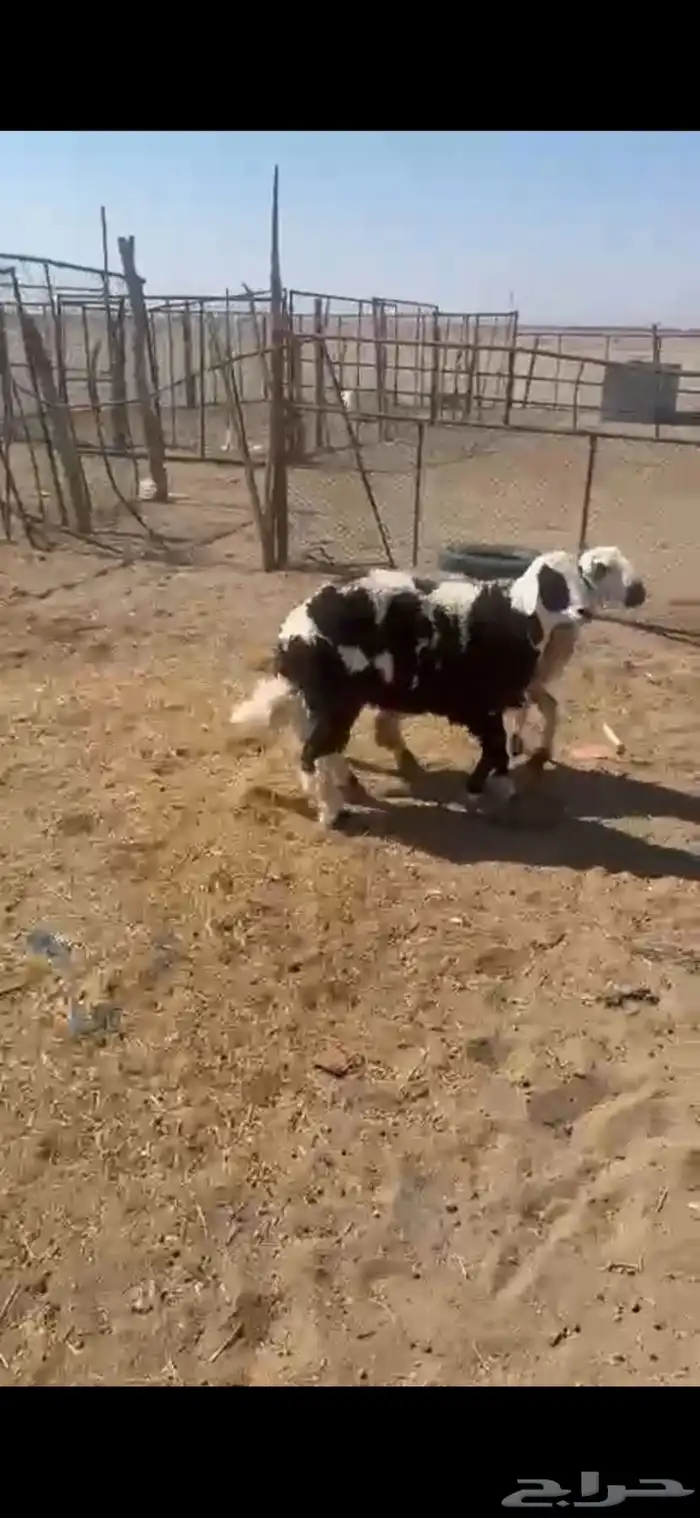 ذبايح للبيع مع السلخ والتوصيل حري ذبائح مناسبات عقيقه ثلاجه 4