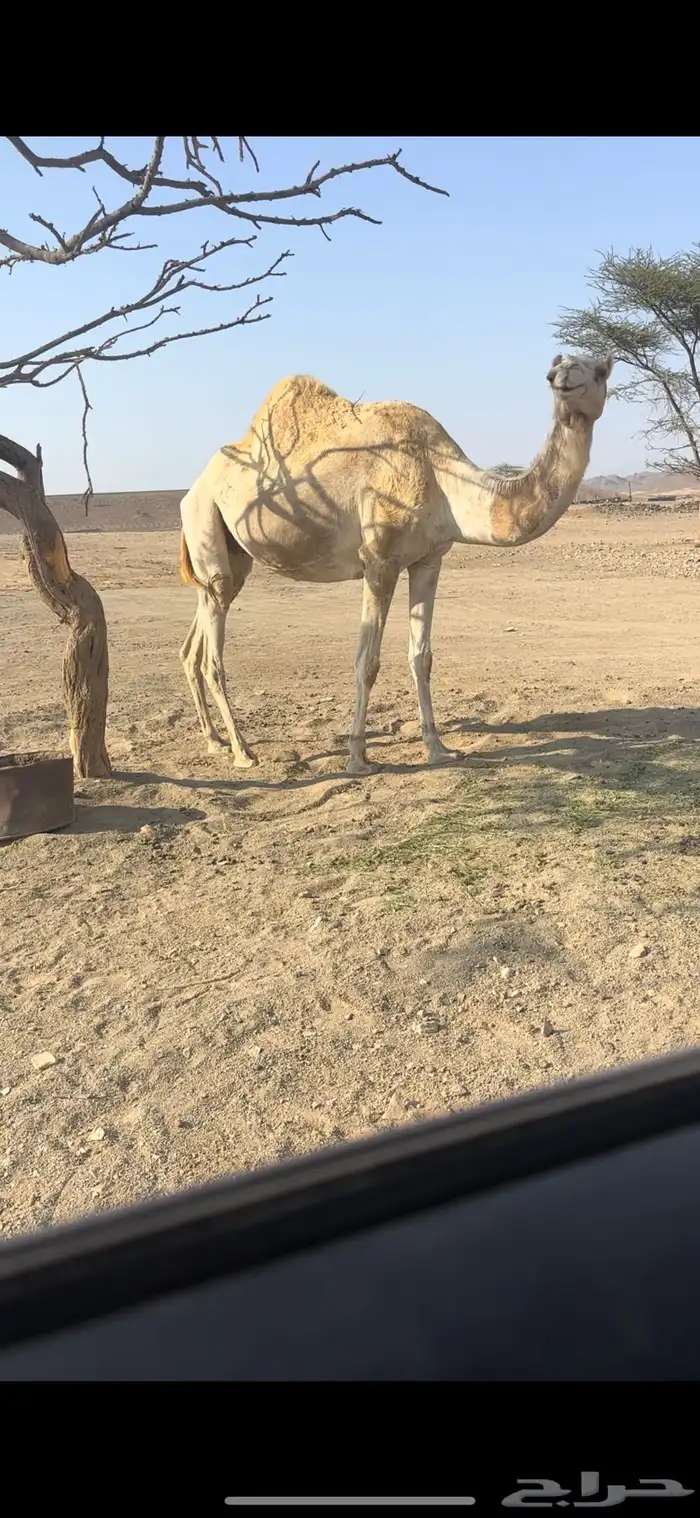 ناقه حرة المليحا السهيلي 0