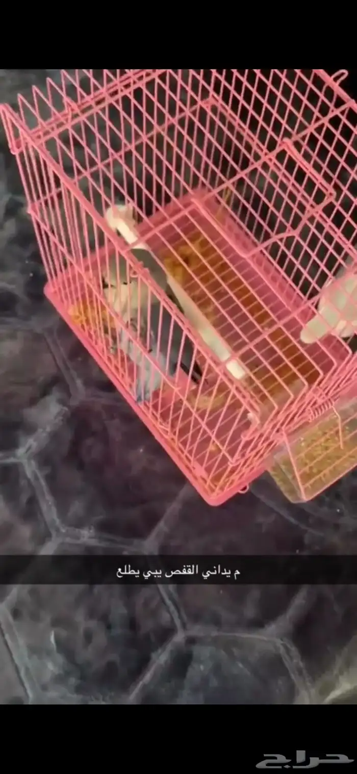 روز اليف هدد مفطوم 0