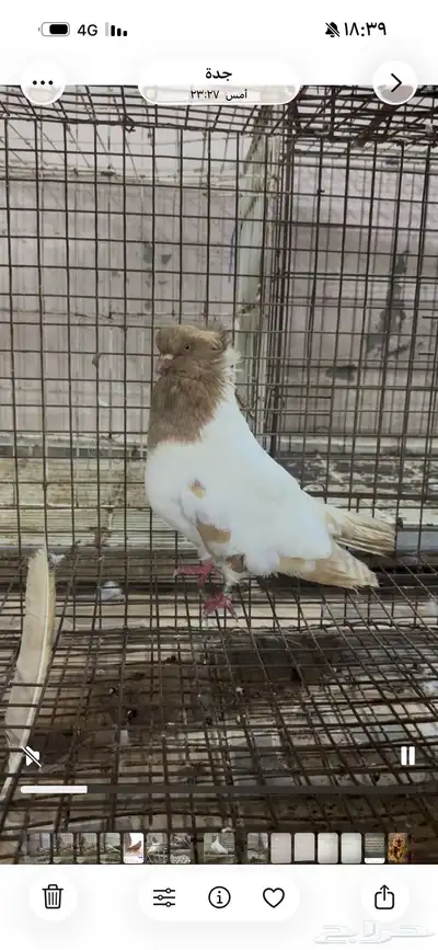 طيور زينه للبيع شاينيز سوداني دمستك index