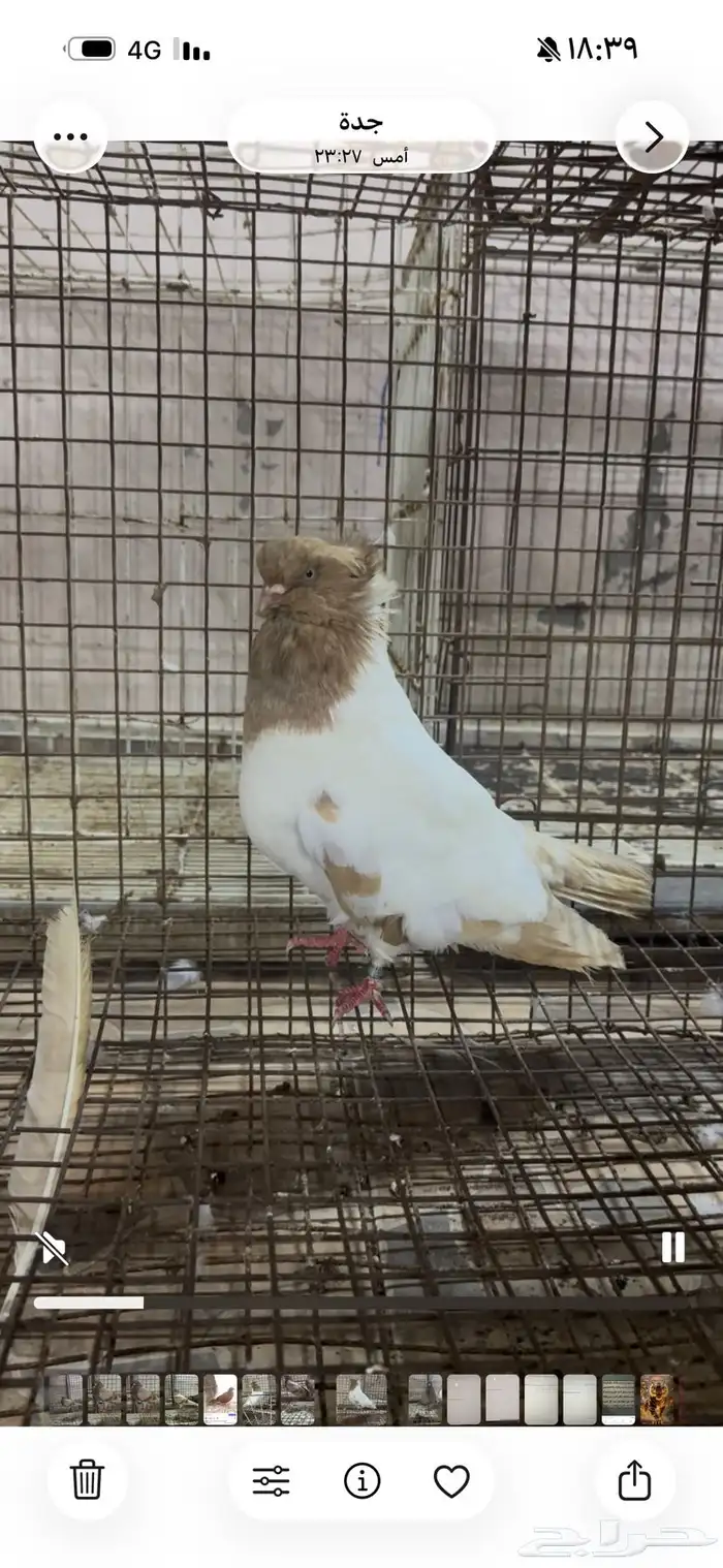 طيور زينه للبيع شاينيز سوداني دمستك 6
