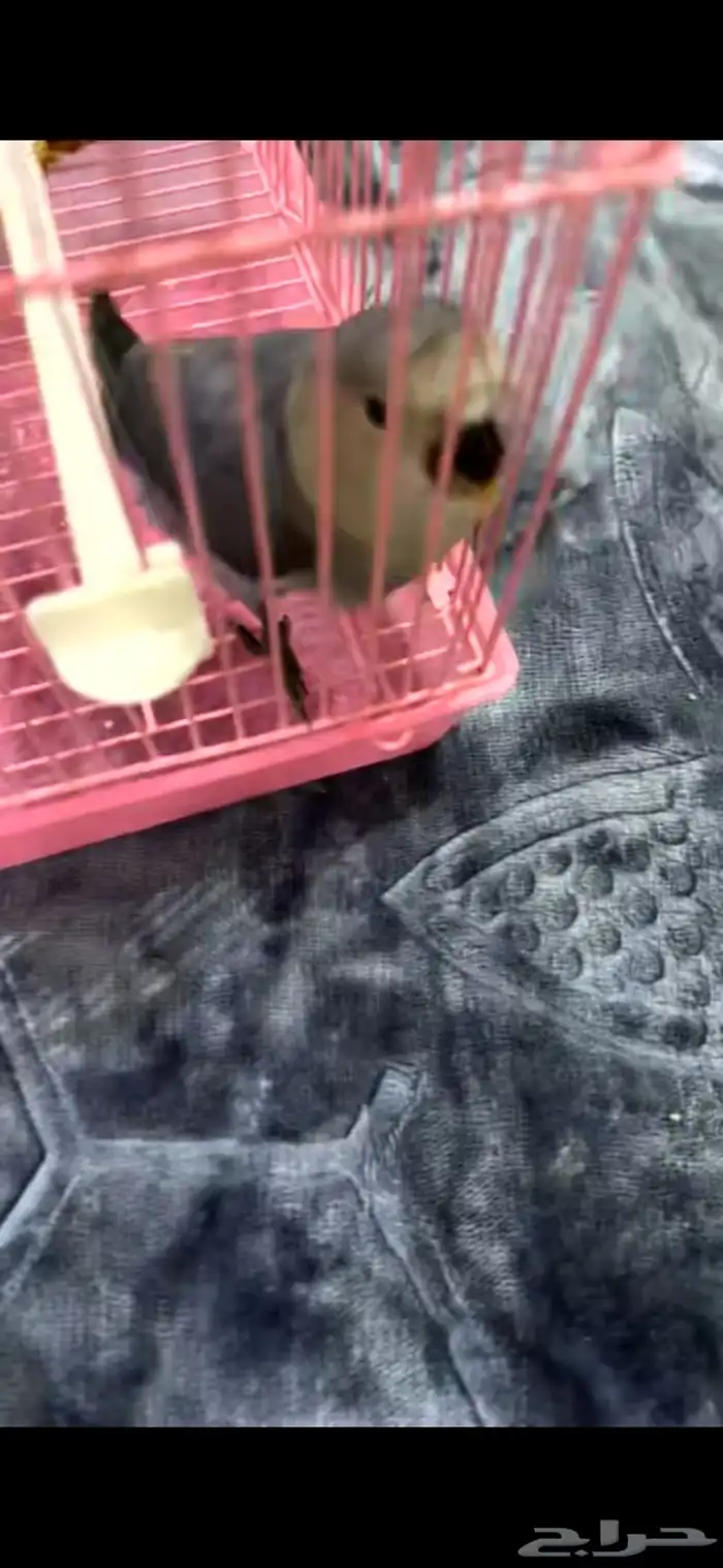 روز اليف هدد مفطوم 1