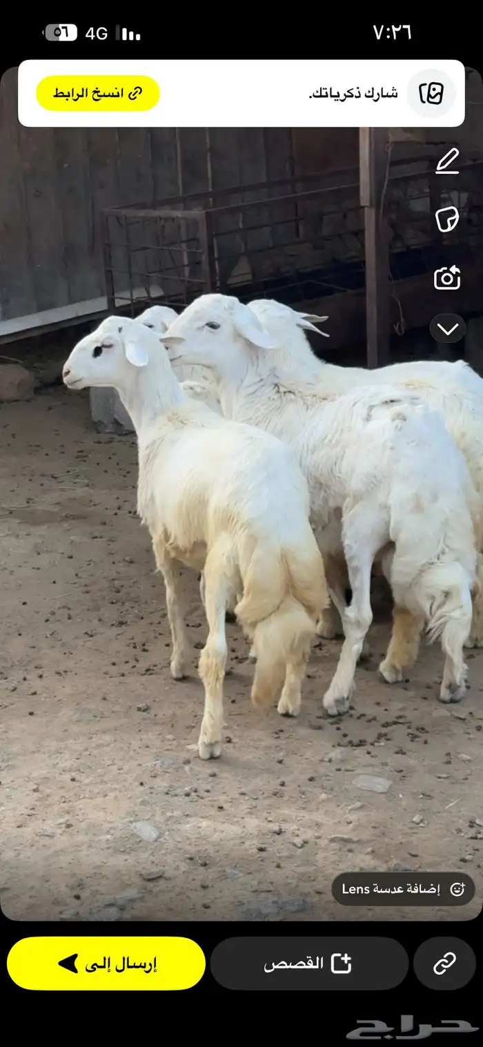 خرفان مناسبات للبيع 0