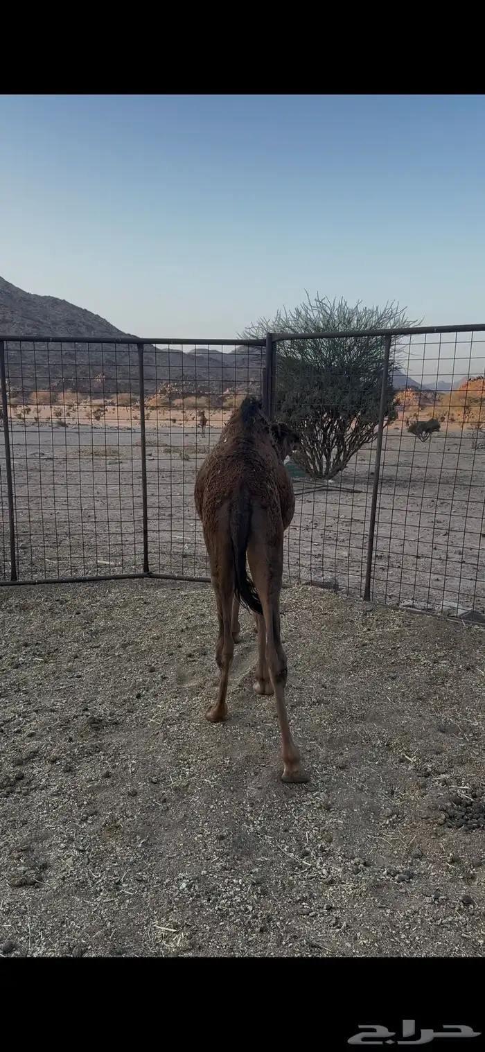 قعود للبيع 5