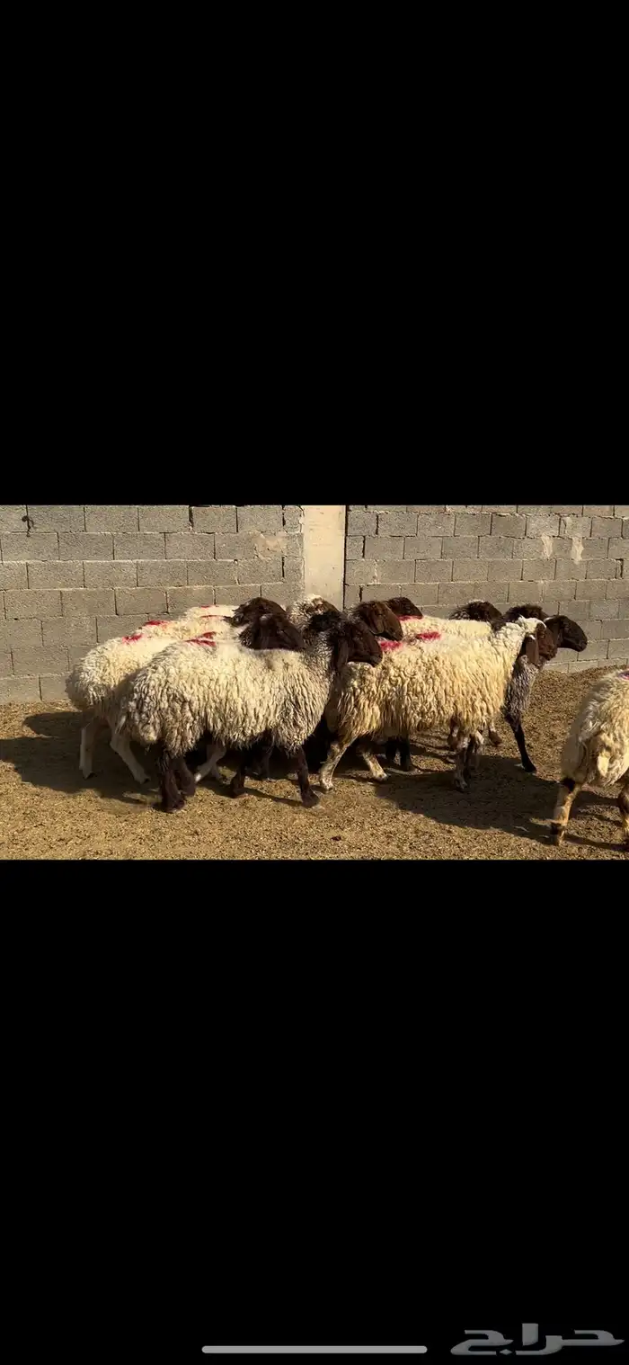 غنم نعيم شرط الدفيع . 7