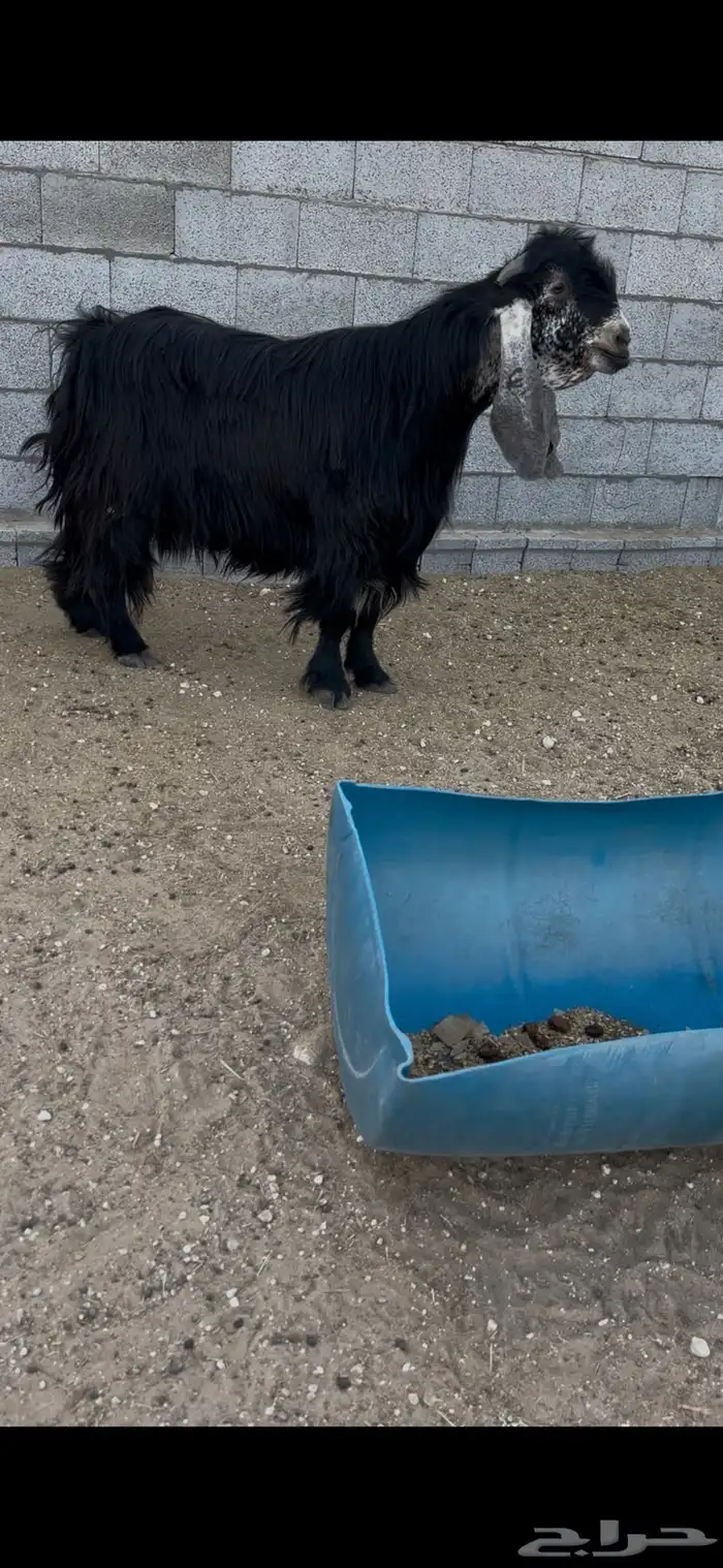 تيس عارضي صنف 0