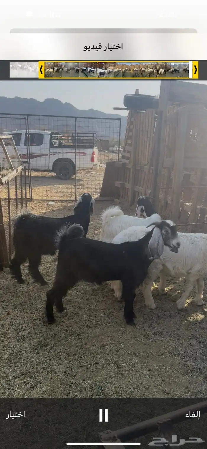 ذبايح للبيع مع السلخ والتوصيل حري ذبائح مناسبات عقيقه ثلاجه 14