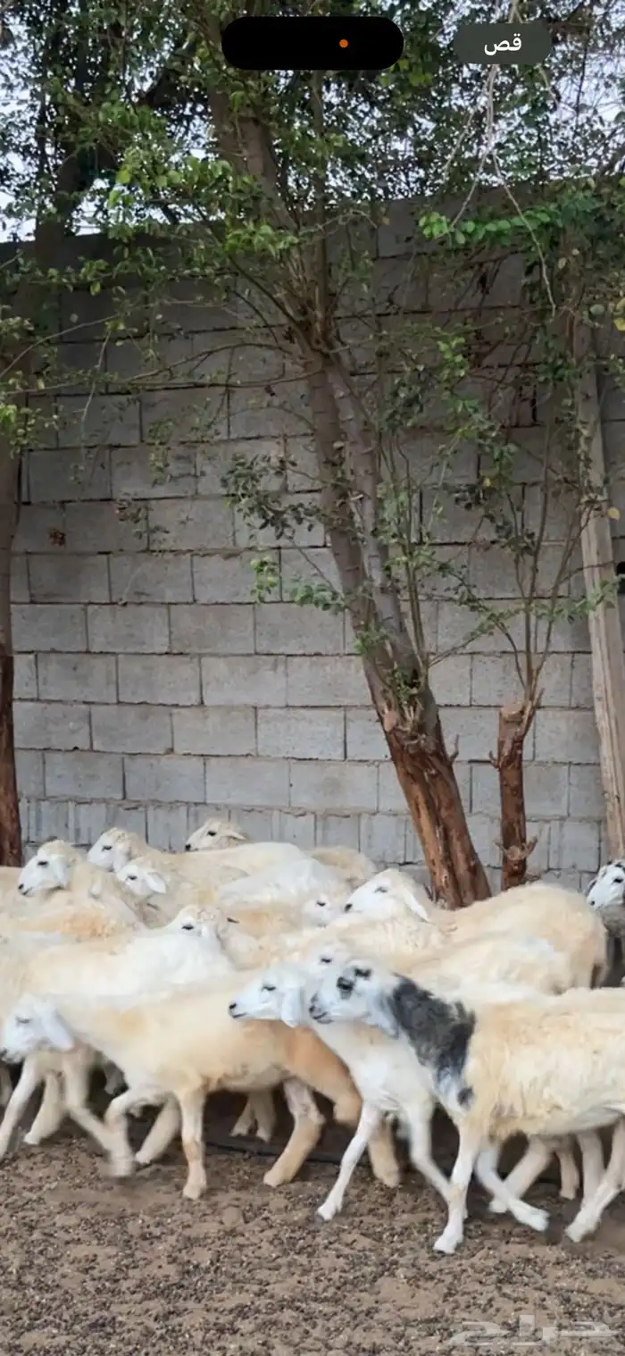 رخال للبيع العمر3شهور و4شهور 3