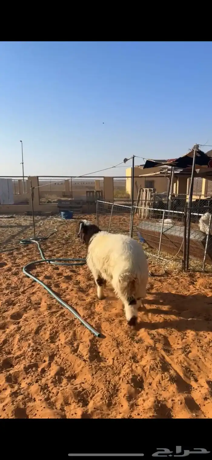 خروف فاخر 4