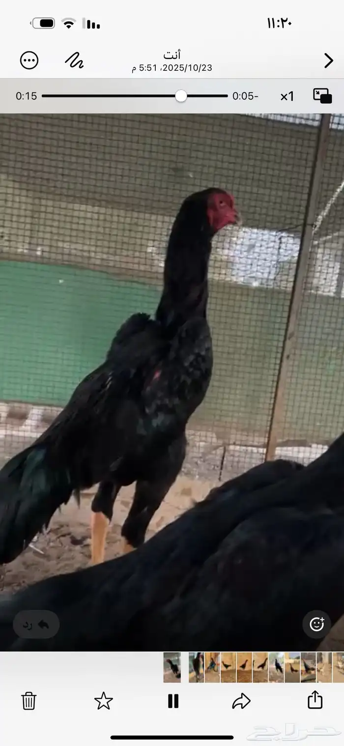 دجاج الماني القفنذه 2