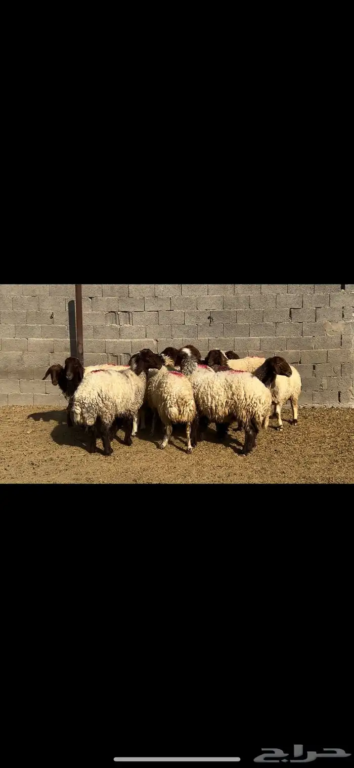 غنم نعيم شرط الدفيع . 9